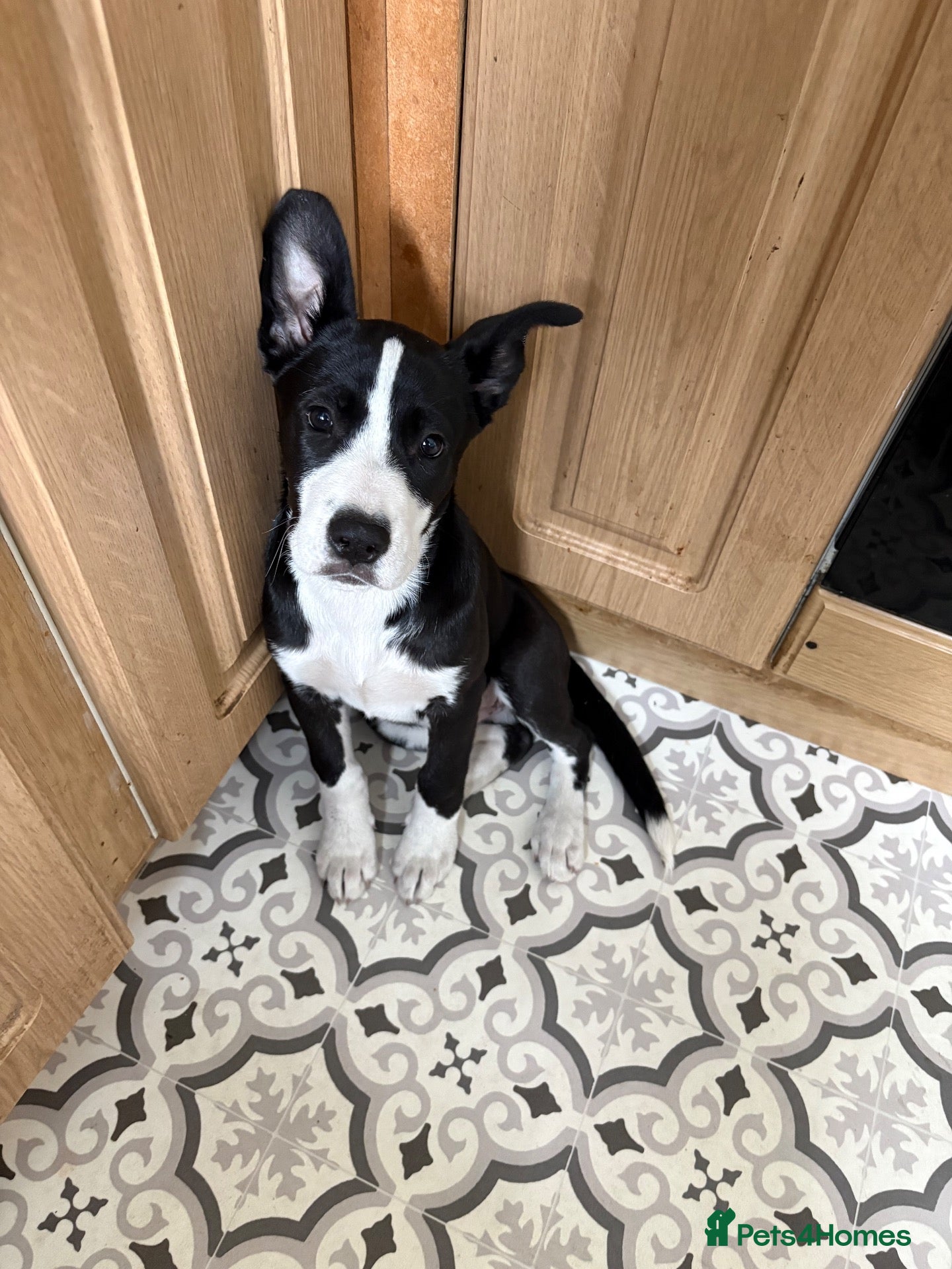 Mixed Breed dogs Husky x cane corso  - Advert 1