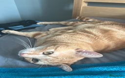Mixed Breed cats for sale: Rehoming message for lower price - Image 6