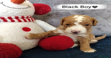 Cockapoo dogs - Advert 4