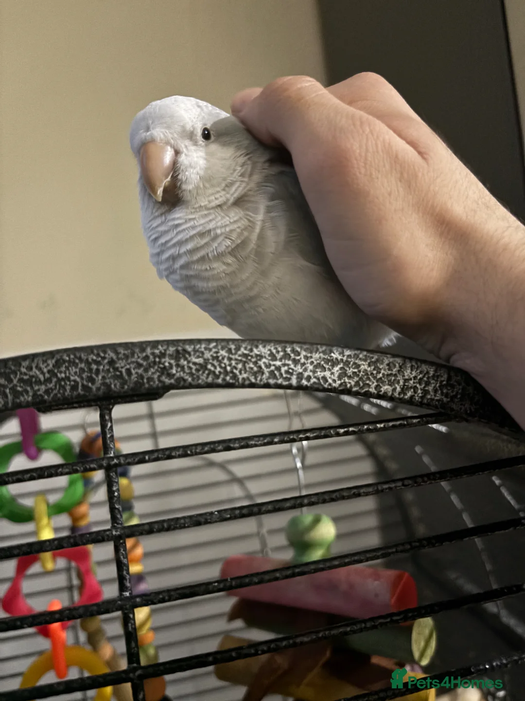 Parakeets birds for sale: Hand reared, talking, cuddly Quaker parrot  in Middlesbrough - Advert 2
