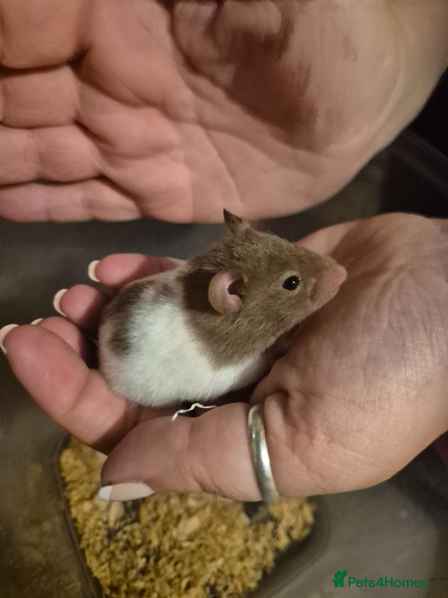 Hamster rodents Baby syrian hamster  - Advert 13