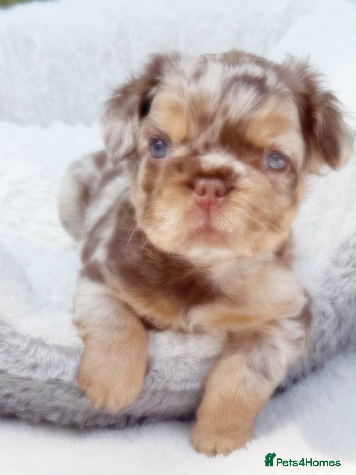 French Bulldog dogs French Bull Dogs / KC Registered / Visual Fluffy  - Advert 9
