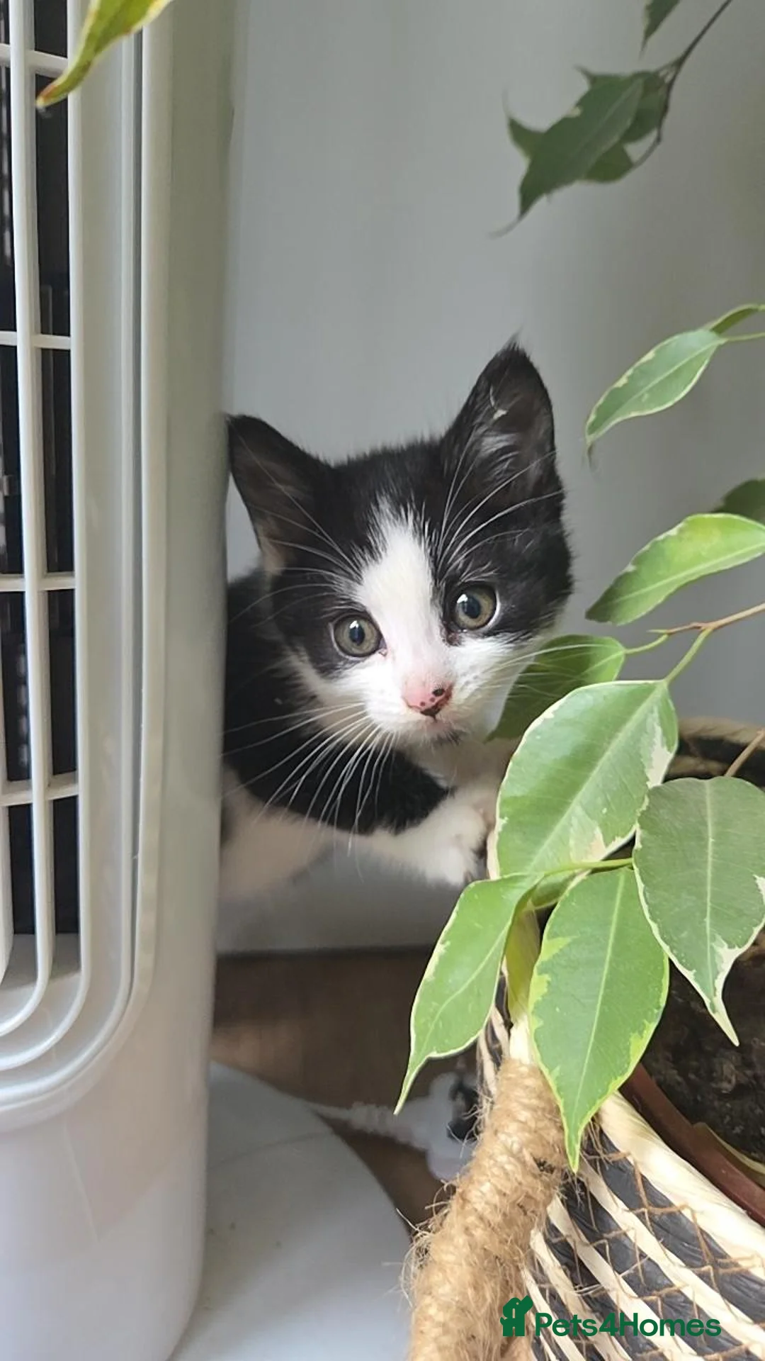 Mixed Breed cats for sale: 💗🐾3 Gorgouse Little Girl Kittens💗🐾 - Advert 2