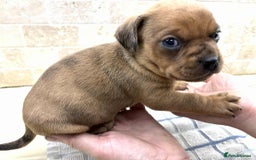 Mixed Breed dogs for sale: Pug x dachshund  ( Daug?) - Image 19