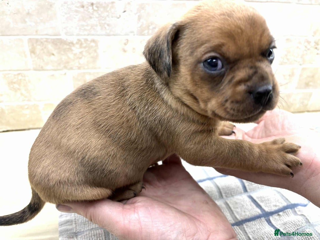Mixed Breed dogs for sale: Pug x dachshund  ( Daug?) - Image 19