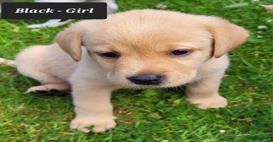 Labrador Retriever dogs - Advert 11