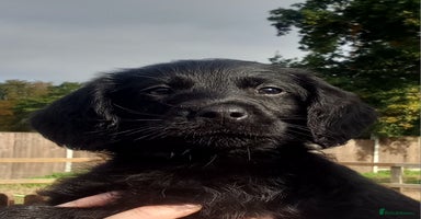 Labradoodle dogs - Advert 4