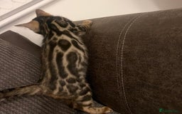 Bengal cats for sale: Stunning full pedigree bengal kittens *READY*  - Image 11