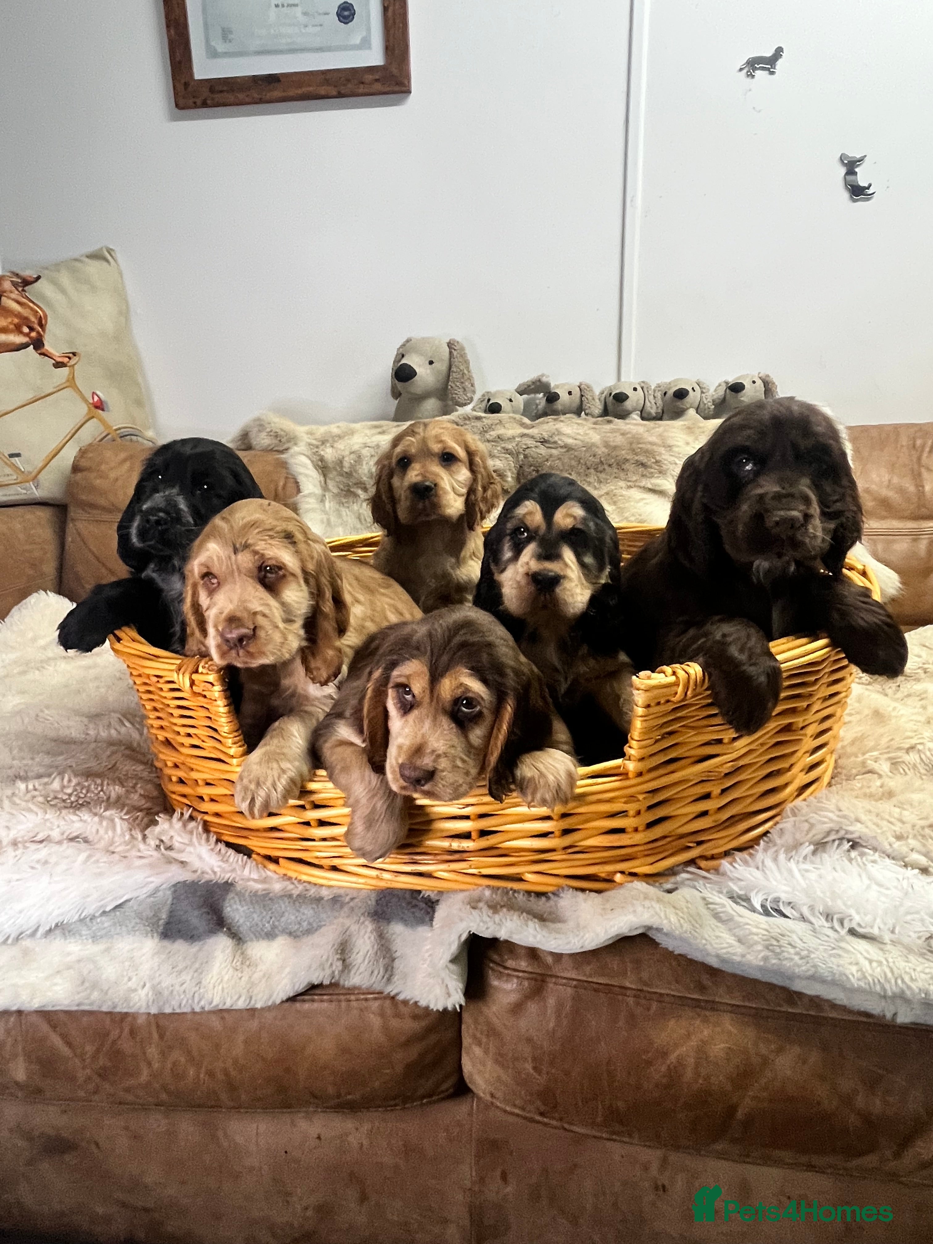 Cocker Spaniel dogs Gorgeous true to type KC show cockers - Advert 2