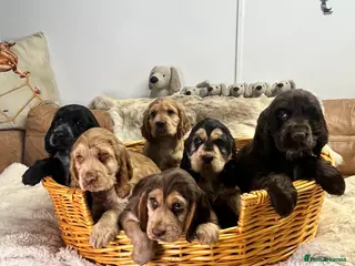 Cocker Spaniel dogs Gorgeous true to type KC show cockers - Advert 5