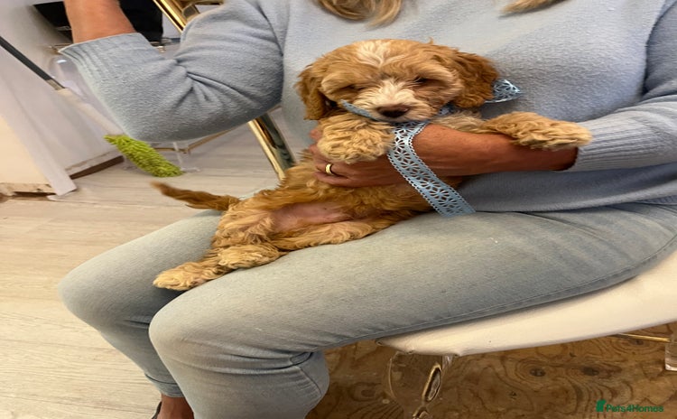 Cockapoo dogs - Advert 11