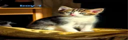 Mixed Breed cats for sale: 8 Adorable Kittens Looking for Their New Homes - Advert 26