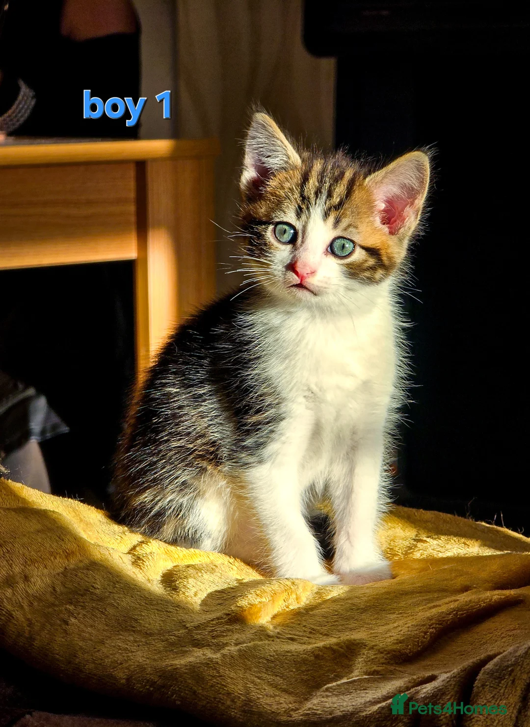 Mixed Breed cats for sale: 8 Adorable Kittens Looking for Their New Homes - Advert 26