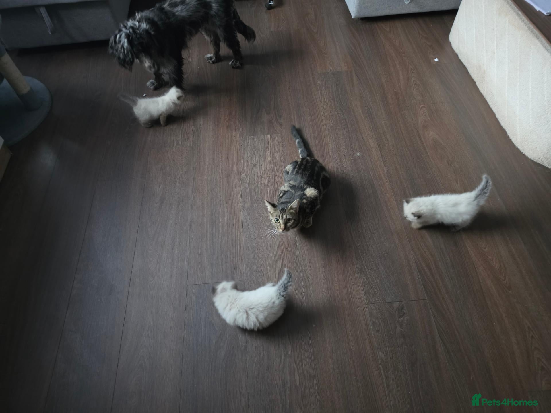 Mixed Breed cats for sale: 🐾  Bengdoll Kittens Bengal mum Ragdoll dad - Advert 1