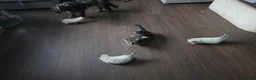 Mixed Breed cats for sale: 🐾  Bengdoll Kittens Bengal mum Ragdoll dad - Advert 1