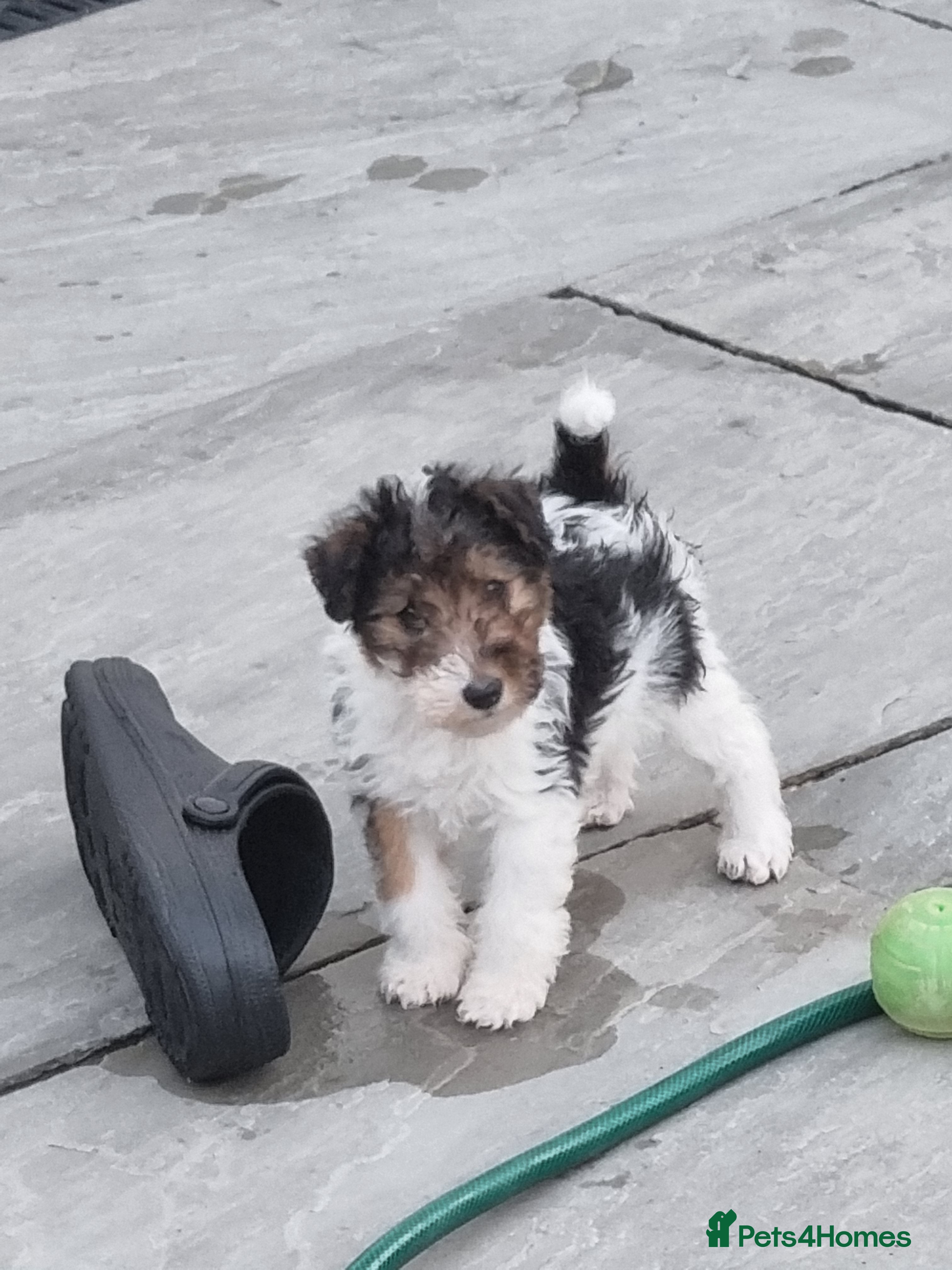Fox Terrier dogs Wire fox terrier puppies  - Advert 2