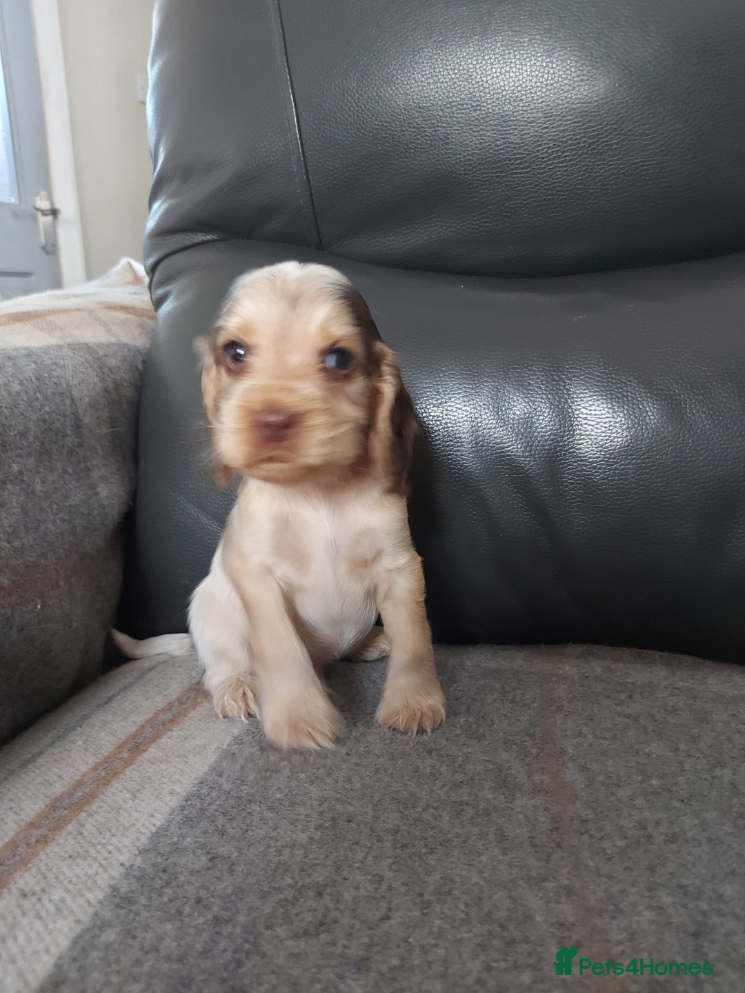 Cocker Spaniel dogs for sale: 8 beautiful kc reg show cocker puppy for sale - Image 19