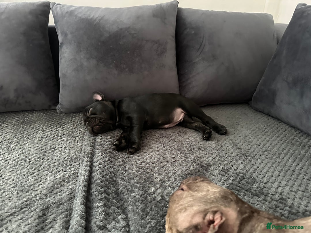 French Bulldog dogs for sale: Fabulous French bulldog  - Image 3