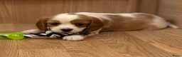 Cavalier King Charles Spaniel dogs for sale: Gorgeous Cavalier King Charles Puppies! - Advert 13