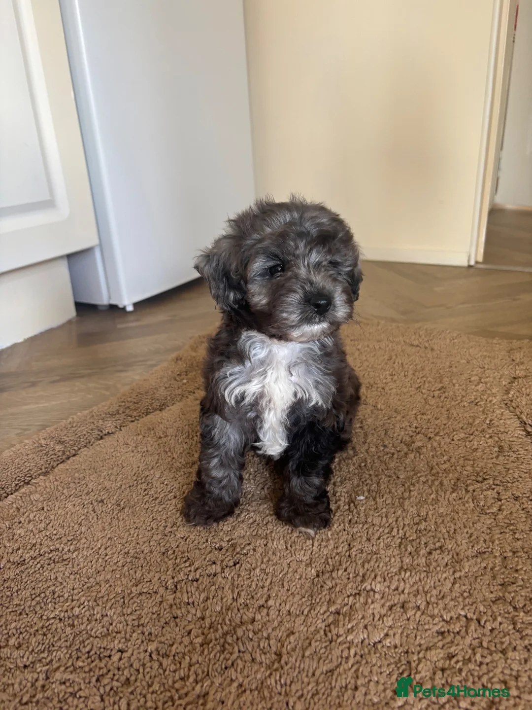 Cockapoo dogs for sale: Beautiful Healthy Puppy Ready for Loving Home - Advert 6