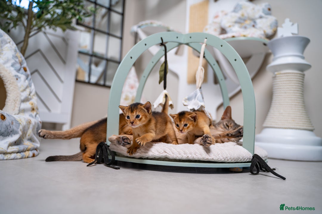 Abyssinian cats for sale: Champion Line Abyssinians- Rare Beauty- TICA reg. - Image 31