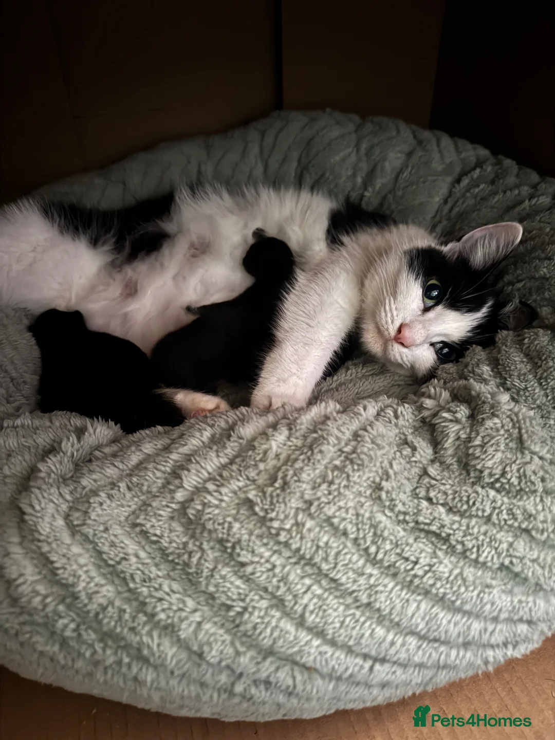 Mixed Breed cats for sale: One male and one female kitten  - Advert 9