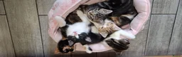 Mixed Breed cats for sale: 5 Beautiful Mix Breed Little Kittens For Sale in Hereford - Advert 9