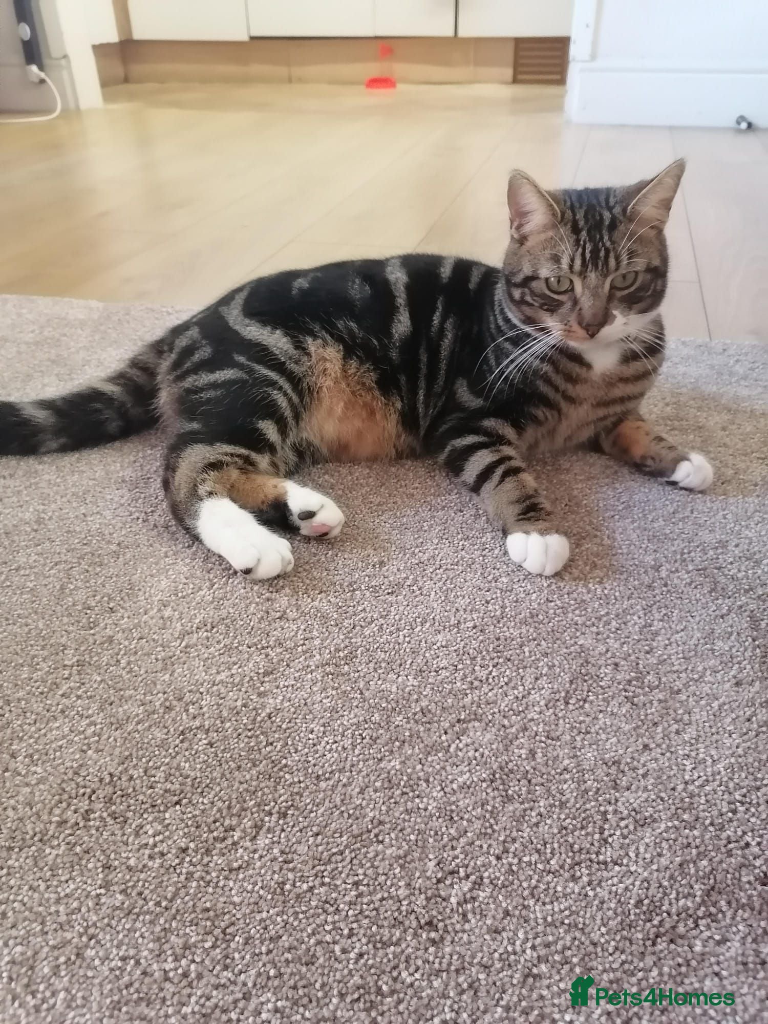 Mixed Breed cats Lovely 4-Year-Old Tabby Looking for a Loving Home - Advert 1
