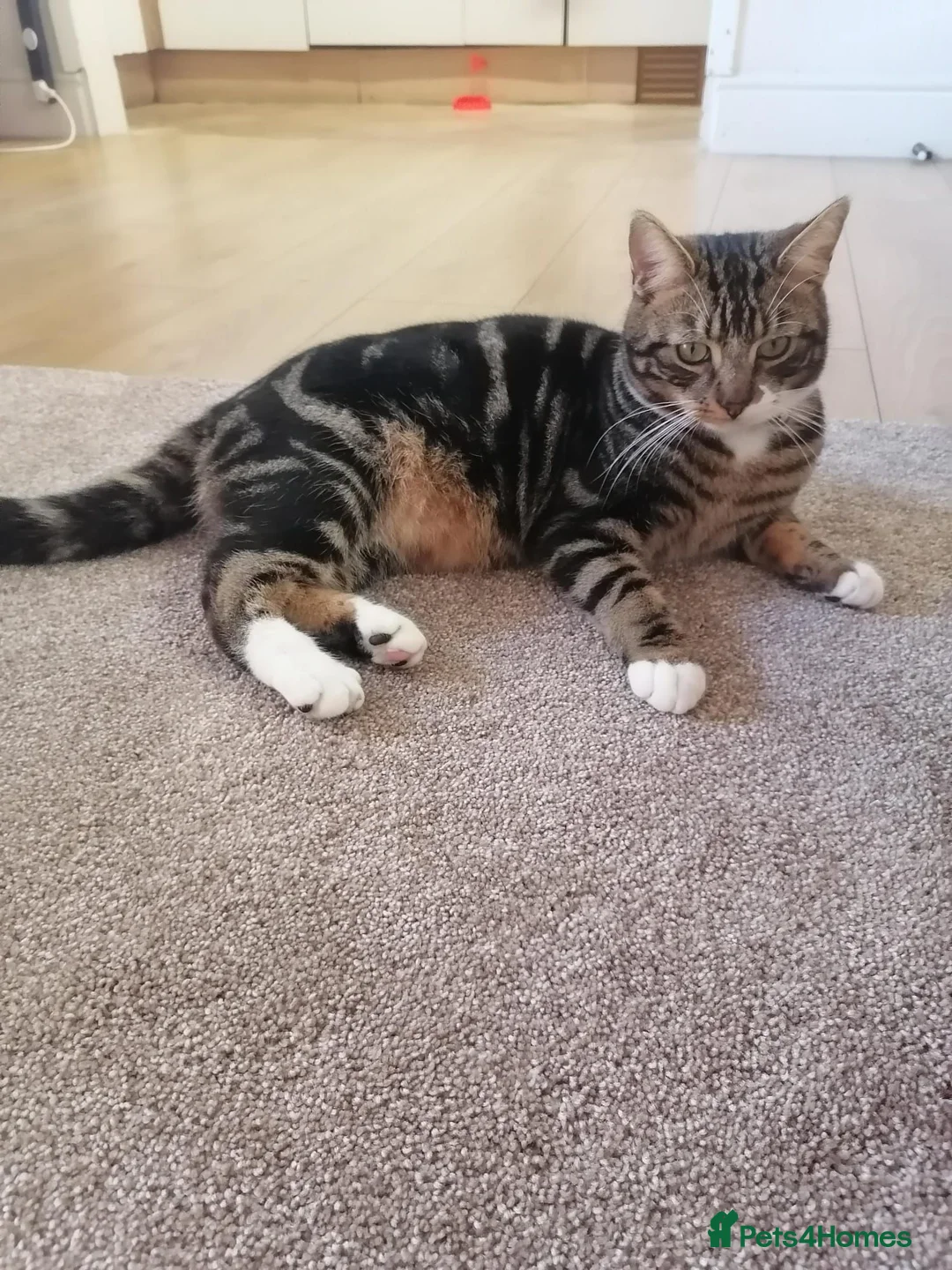 Mixed Breed cats for sale: Lovely 4-Year-Old Tabby Looking for a Loving Home - Advert 1