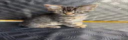 Mixed Breed cats for sale: Two Lovely Female Kittens Looking for Homes - Advert 8