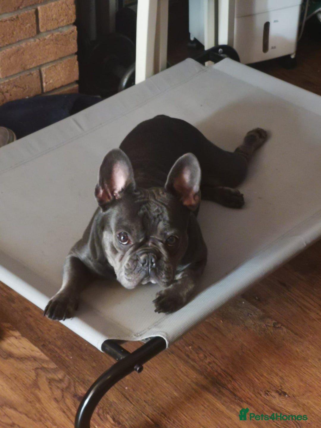French Bulldog dogs for adoption: ❤️🐶 TILLY & 💙🐶 MARLEY – Two Loving Companions - Advert 15