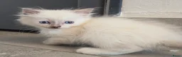 Ragdoll cats for sale: ragdoll kittens 😸  - Advert 8