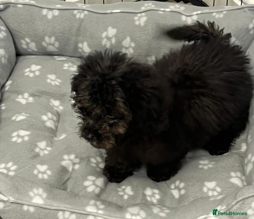 Cockapoo dogs Last Beautiful girl cockapoo ready now 😍  - Advert 23