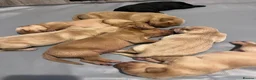 Labrador Retriever dogs for sale: Adorable Labrador Puppies - Advert 8