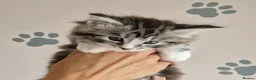 Maine Coon cats for sale: Pedigree XXL mainecoon kittens  - Advert 9
