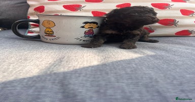 Toy Poodle dogs - Advert 14