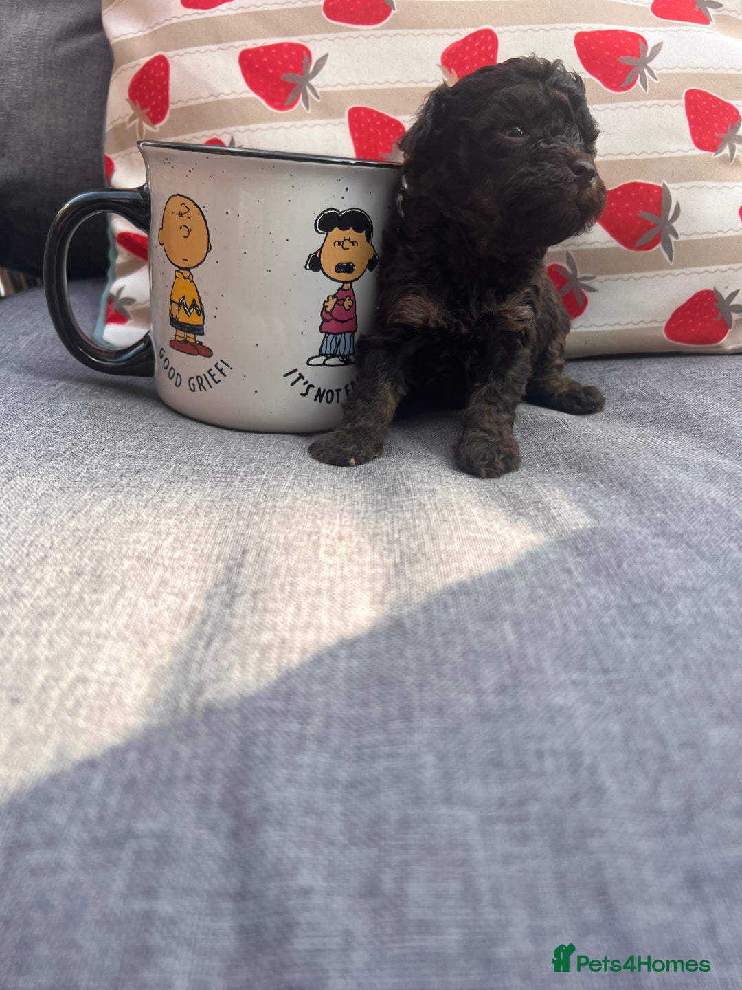 Toy Poodle dogs for sale: Tiny toy poodle puppies  - Image 3