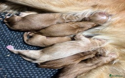 Golden Retriever dogs for sale: 4 ⭐️ licensed breeder through Doncaster council  - Image 3