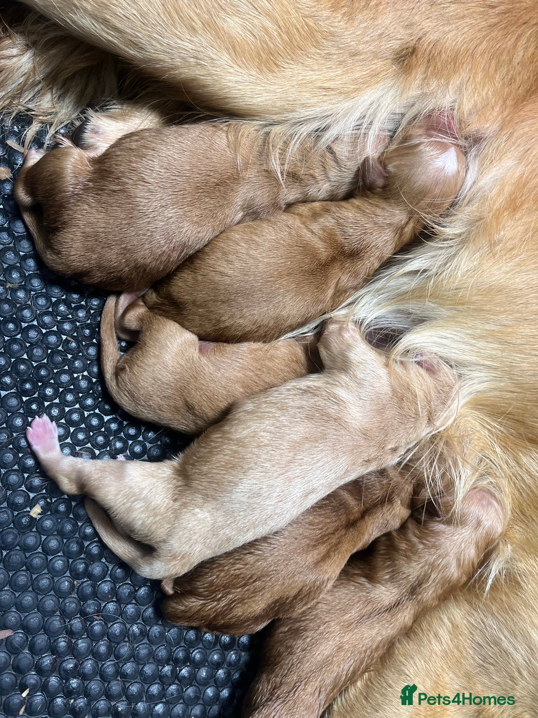 Golden Retriever dogs for sale: 4 ⭐️ licensed breeder through Doncaster council  - Image 3