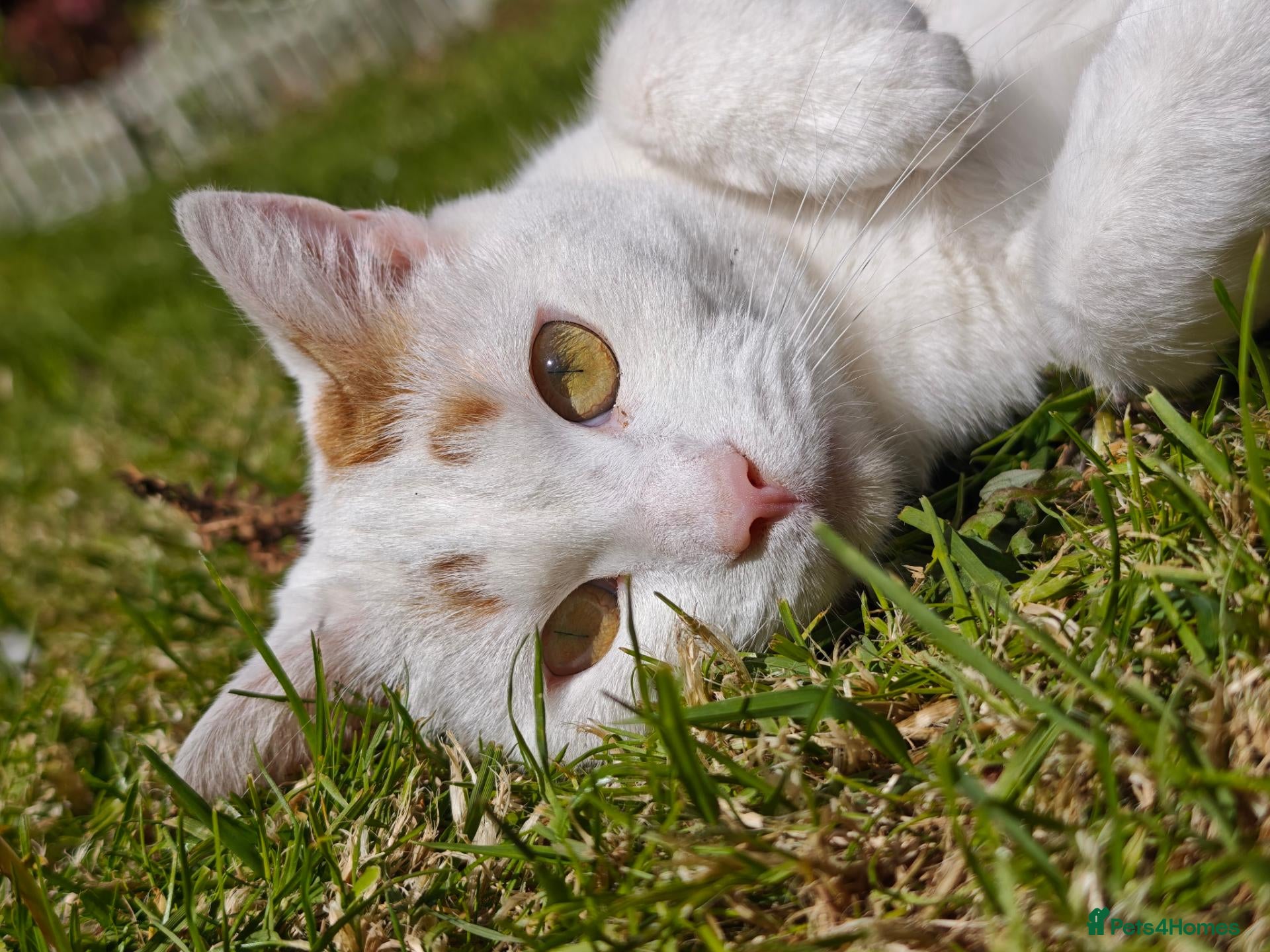 Domestic Shorthair cats for sale: Domestic Shorthair Cat - Female - Advert 22