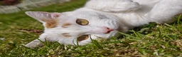 Domestic Shorthair cats for sale: Mother & Son Domestic Shorthair Cats  in Birmingham - Advert 17