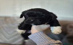 Lhasa Apso dogs for sale: Lhaso Apso Puppies  - Image 25