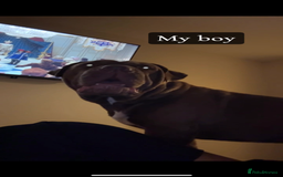 Cane Corso dogs for sale: Cane corso mix bandogge mastiff - Image 5