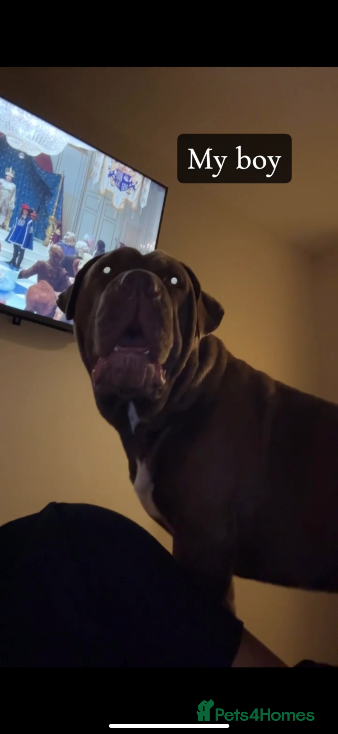 Cane Corso dogs for sale: Cane corso mix bandogge mastiff - Image 5