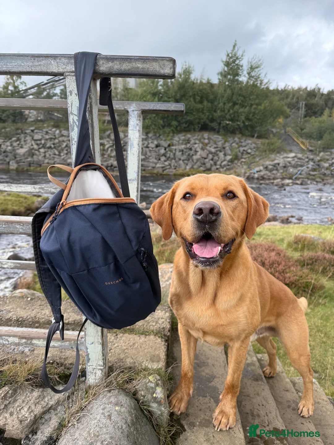 Labrador Retriever dogs for stud: KC reg fully health tested, gorgeous Lab for stud. - Advert 11