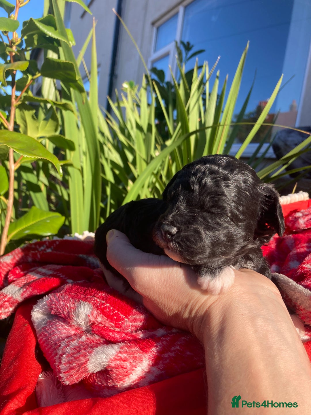 Shihpoo dogs for sale: 1 beautiful Sable shihpoo boy  - Image 13