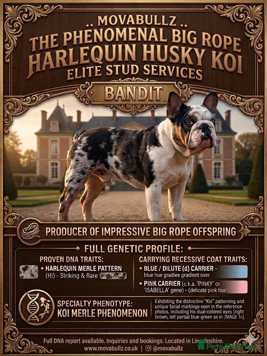 French Bulldog dogs Big Rope panda harlequin husky koi  - Advert 12