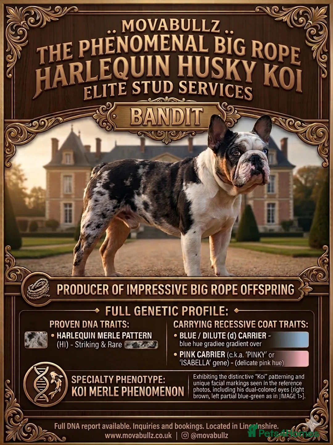 French Bulldog dogs for stud:  **  panda harlequin husky koi  - Advert 1