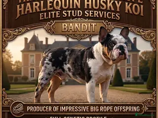 French Bulldog dogs Big Rope panda harlequin husky koi - Advert 1