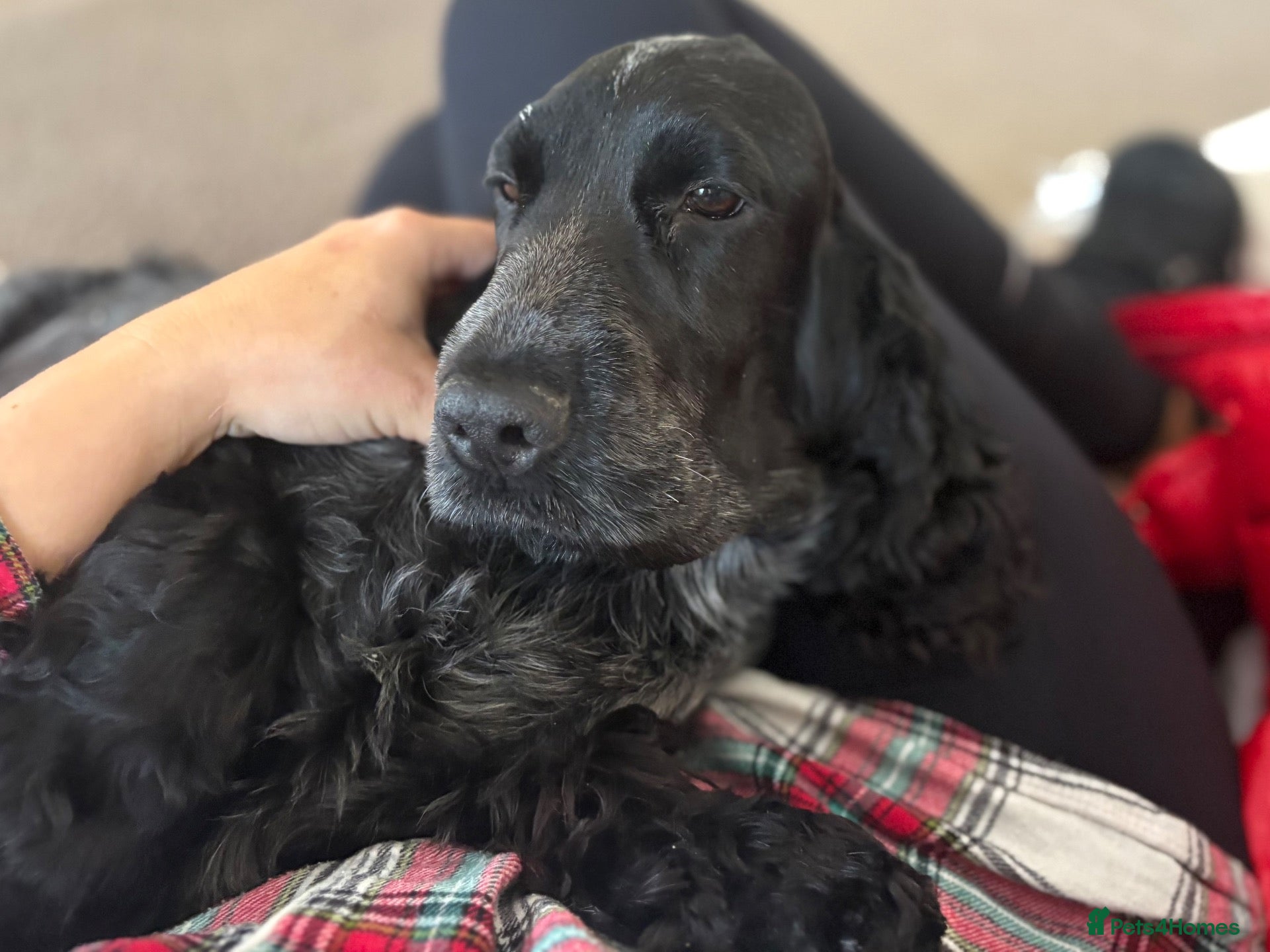 Cocker Spaniel dogs Pure show type puppies available  - Advert 1